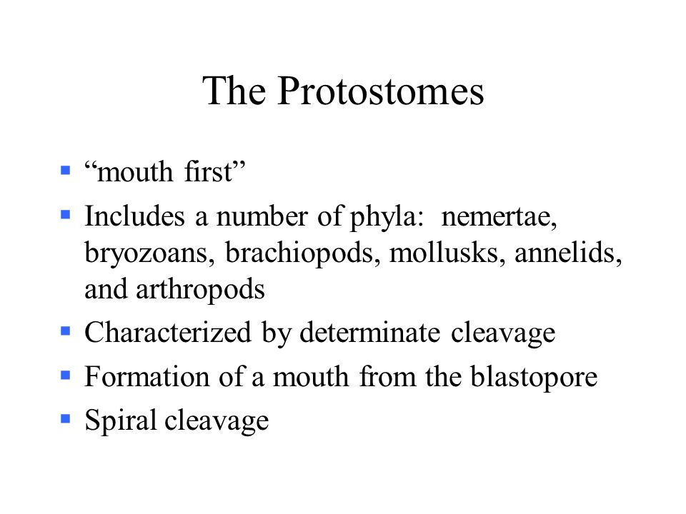 The Protostomes  mouth first  Includes a number of phyla: nemertae, bryozoans, brachiopods, mollusks, annelids, and arthropods  Characterized by determinate cleavage  Formation of a mouth from the blastopore  Spiral cleavage