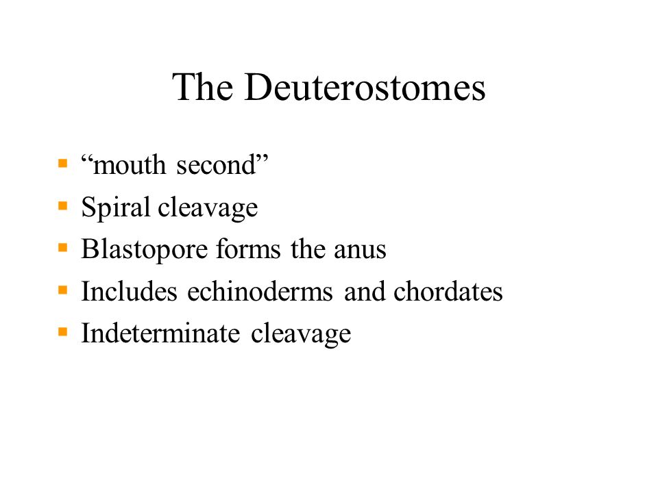 The Deuterostomes  mouth second  Spiral cleavage  Blastopore forms the anus  Includes echinoderms and chordates  Indeterminate cleavage