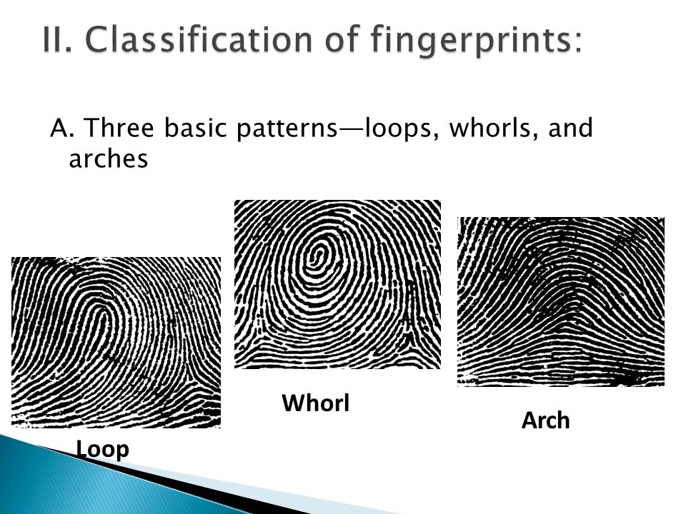 A Three Basic Patterns Loops Whorls And Arches Loop Whorl Arch Ppt Download A Three Basic Patterns Loops Whorls And Arches Loop Whorl Arch Ppt Download