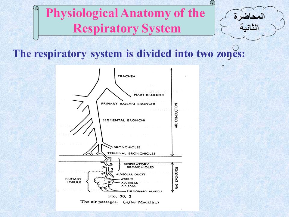 Physiological Anatomy of the Respiratory System The respiratory system is divided into two zones: المحاضرة الثانية