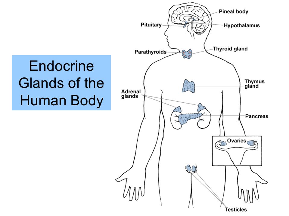 Endocrine Glands of the Human Body.