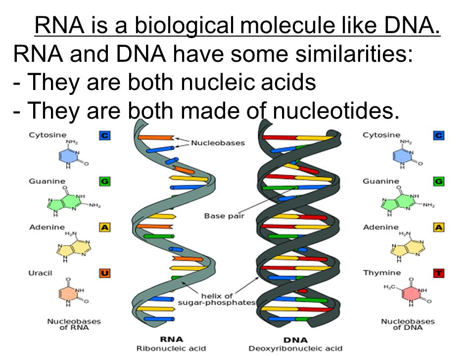 Днк и рнк общее. Строение ДНК И РНК. Структура ДНК И РНК. Схема строения ДНК И РНК. Цепочка ДНК И РНК.