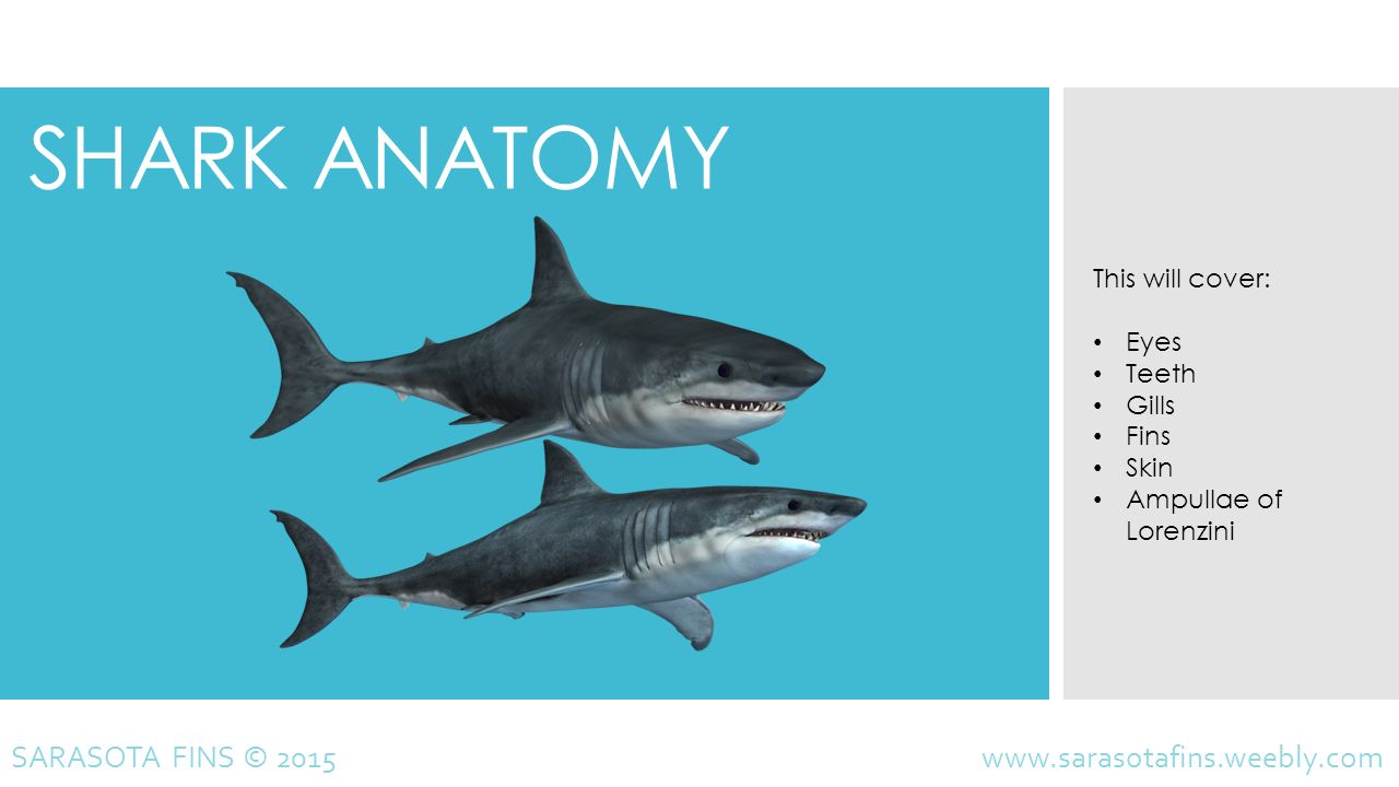 Shark Gills Shark Shark Gills Shark