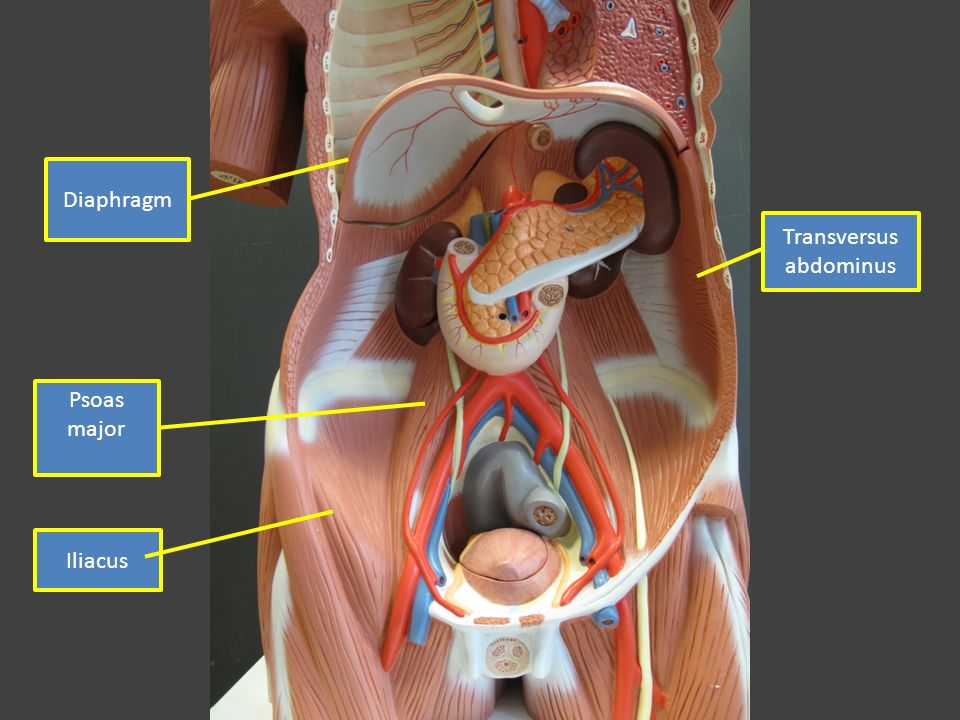 Labeled Torso Model Muscles Temporalis Buccinator Depressor Anguli Oris Ppt Download