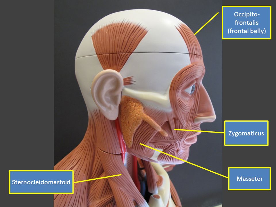 Скуловая мышца. M levator Anguli Oris. Musculus levator Anguli Oris.