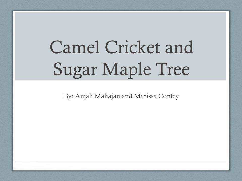 Camel Cricket and Sugar Maple Tree By: Anjali Mahajan and Marissa Conley