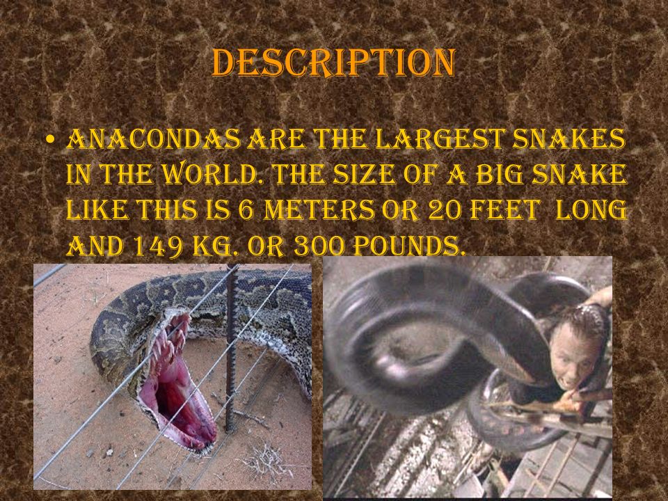 Anaconda Treonna Description Anacondas Are The Largest Snakes In
