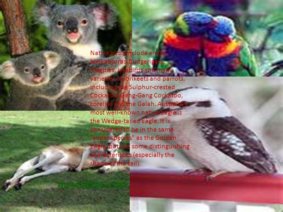 Native birds include emus, kookaburras, budgerigars, magpies, lyrebirds and many varieties of lorikeets and parrots, including the Sulphur-crested Cockatoo, Gang-Gang Cockatoo, corellas and the Galah.