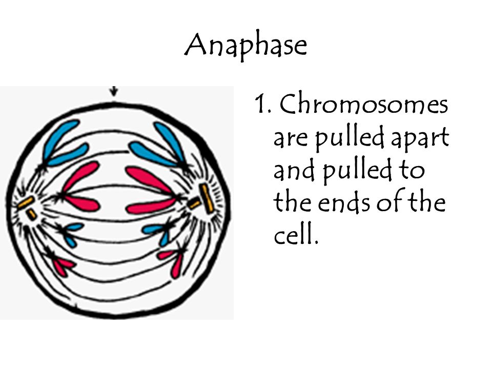 Anaphase 1. Chromosomes are pulled apart and pulled to the ends of the cell.