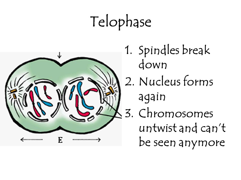 Telophase 1.Spindles break down 2.Nucleus forms again 3.Chromosomes untwist and can’t be seen anymore