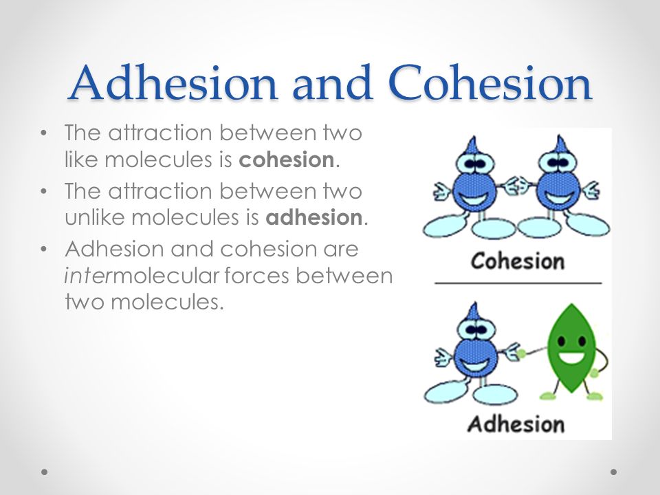 Lesson 3: Cohesion, adhesion & surface tension Objective:   cohesion, adhesion and surface tension  how and why plants  utilize them. - ppt download