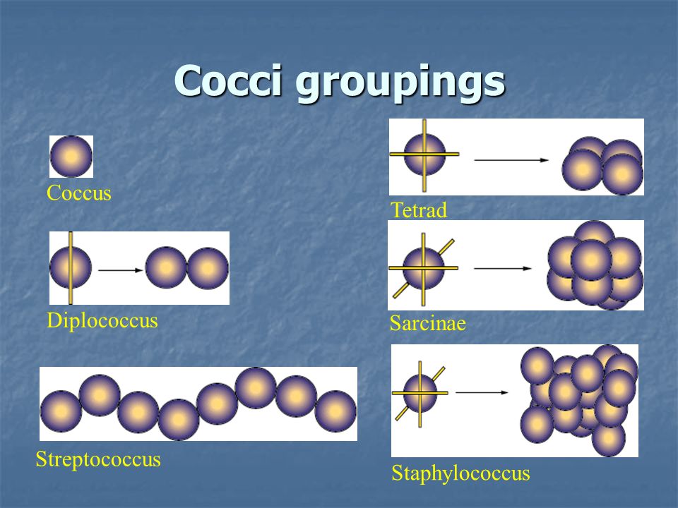 Microbiology, Virology, and Immunology Department Role of microbiology ...