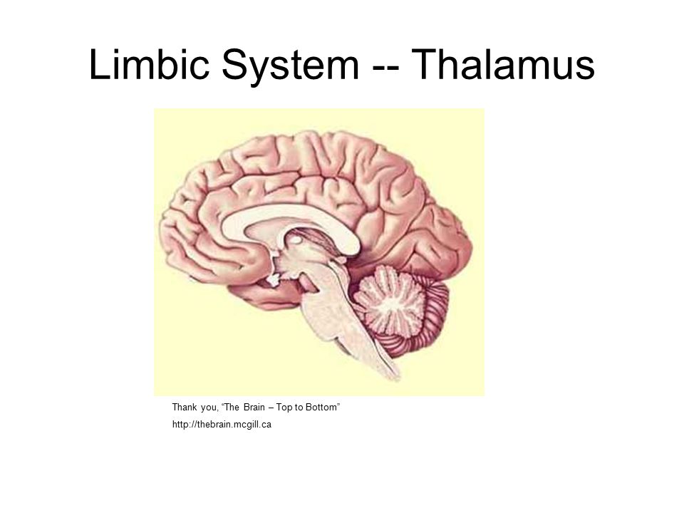 brain from the top to bottom Invitation for sex
