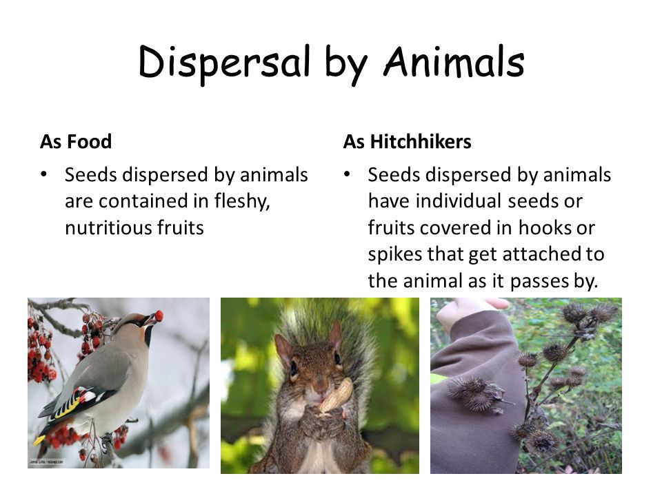 Dispersal by Animals As Food Seeds dispersed by animals are contained in  fleshy, nutritious fruits As Hitchhikers Seeds dispersed by animals have  individual. - ppt download