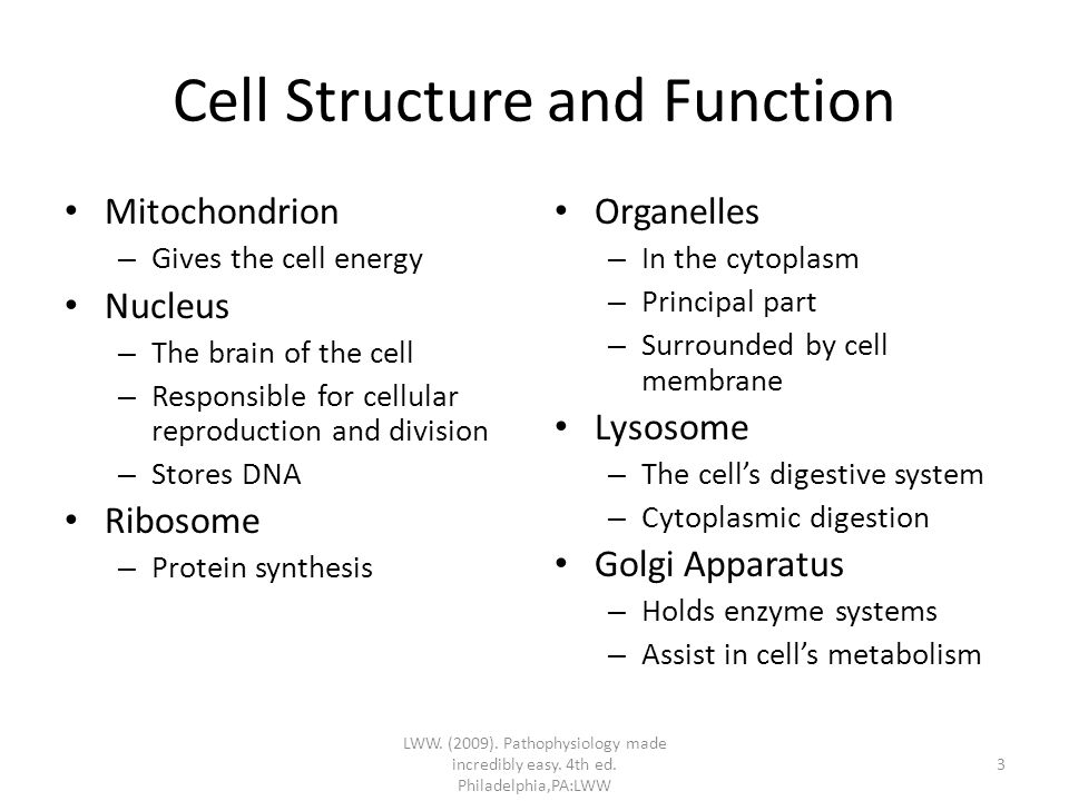 Cell Structure and Function Mitochondrion – Gives the cell energy Nucleus – The brain of the cell – Responsible for cellular reproduction and division – Stores DNA Ribosome – Protein synthesis Organelles – In the cytoplasm – Principal part – Surrounded by cell membrane Lysosome – The cell’s digestive system – Cytoplasmic digestion Golgi Apparatus – Holds enzyme systems – Assist in cell’s metabolism LWW.