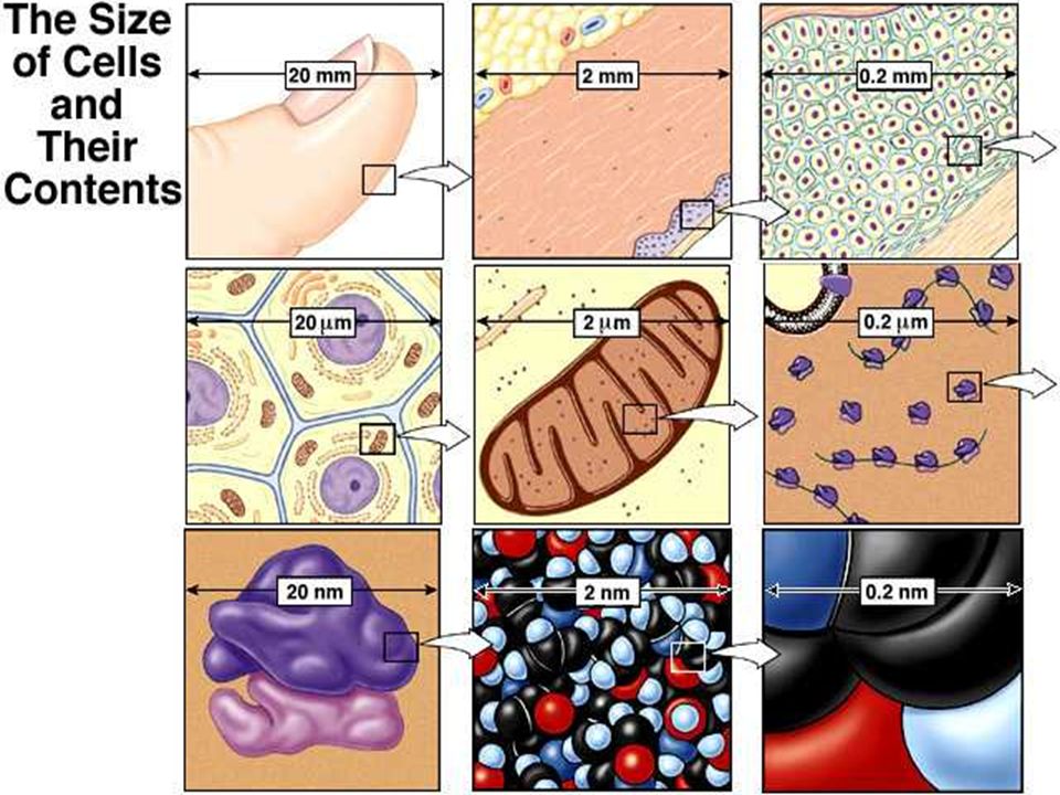 The Size of Cells and Their Components