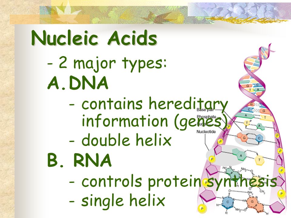 Nucleic Acids - 2 major types: A.DNA -contains hereditary information (genes) -double helix B.