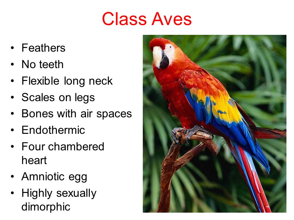 1 Unit 9 2 Class Aves Class Aves Feathers No Teeth Flexible Long Neck Scales On Legs Bones With Air Spaces Endothermic Four Chambered Heart Amniotic Ppt Download