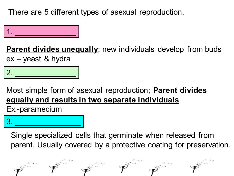 Mitosis related to asexual reproduction advantages