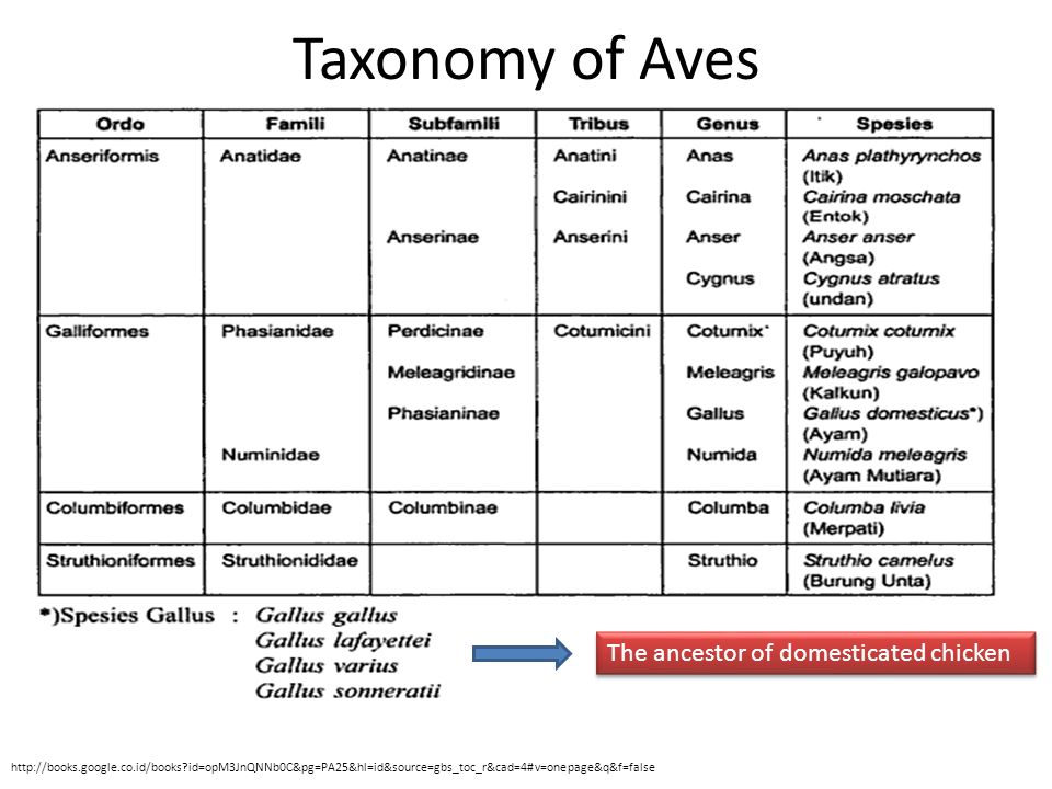 Bagaimana Terbentuknya Strain Pada Ayam Ras Taxonomy Of Aves The Ancestor Of Domesticated Chicken Ppt Download