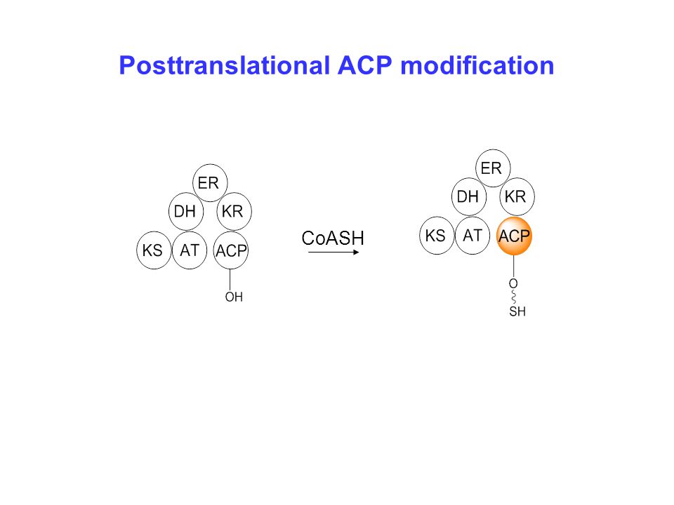 Posttranslational ACP modification CoASH