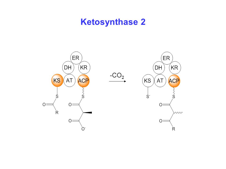 Ketosynthase 2 -CO 2