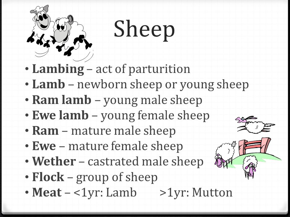 Animal Terminology Intro to Animal Science AAEC – Paradise Valley  Introduction to Agriculture. - ppt download