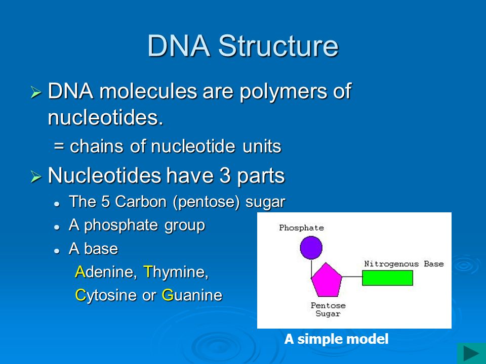 DNA Structure DDDDNA molecules are polymers of nucleotides.