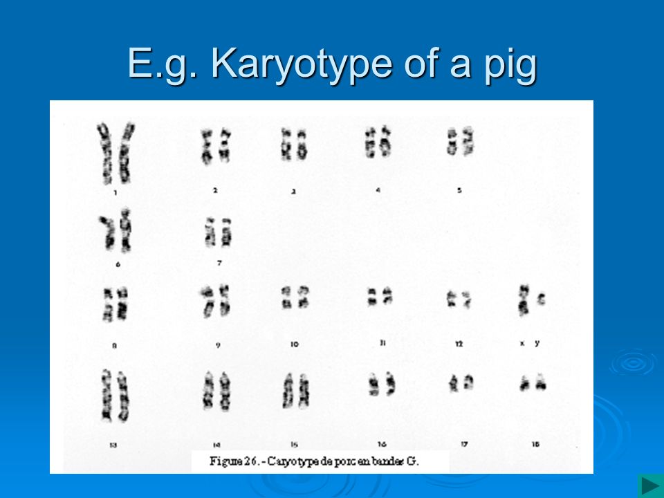 E.g. Karyotype of a pig