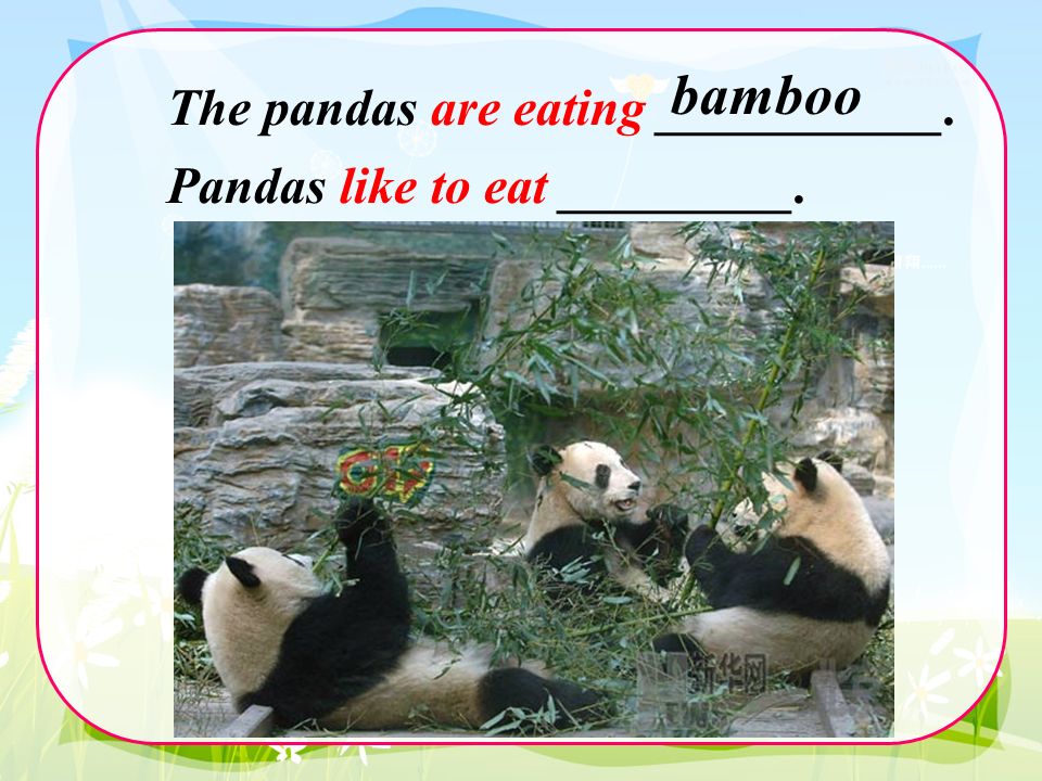 The pandas are eating ___________. Pandas like to eat _________. bamboo