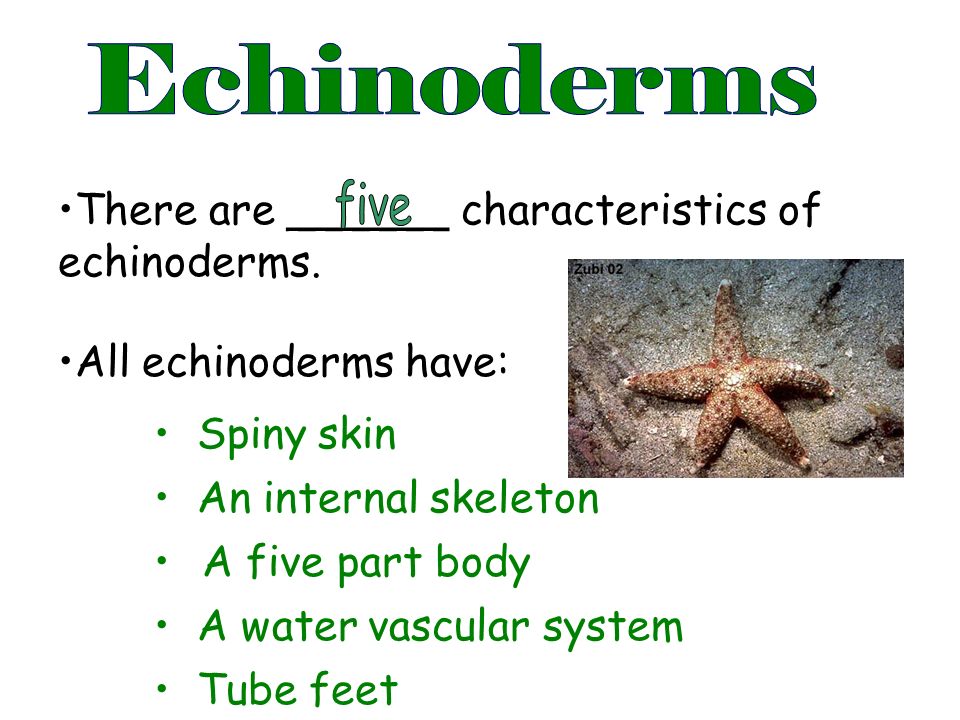 phylum echinodermata introduction there are characteristics