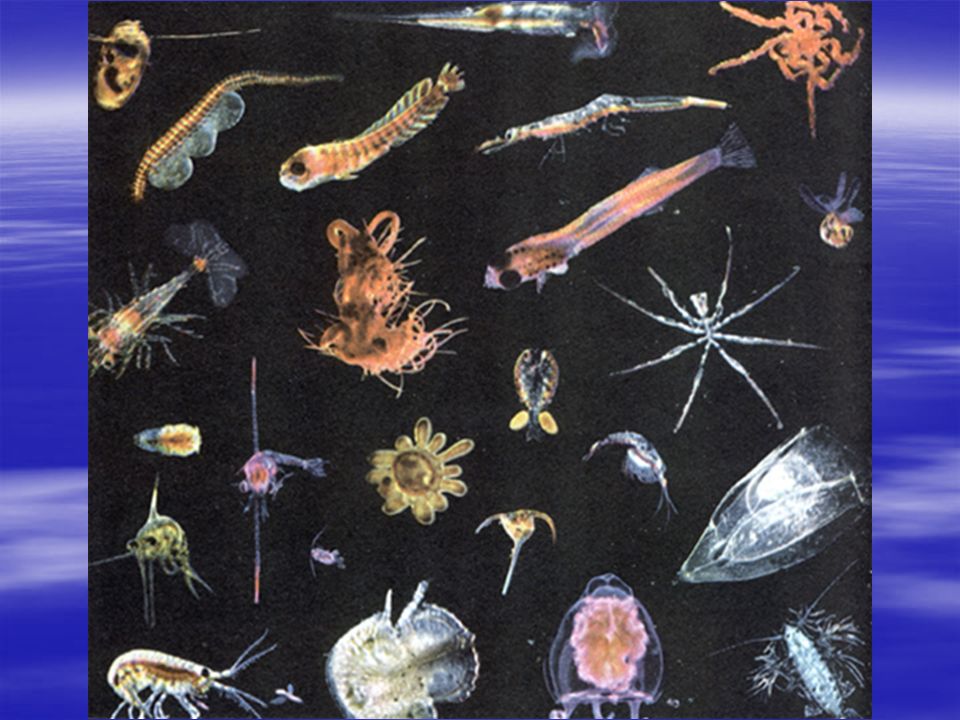 Планктон фитопланктон и зоопланктон. Мариниум зоопланктон. Бриокамптус зоопланктон. Зоопланктоны ракообразные.