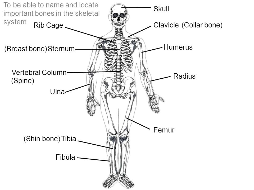 Skeletal System Learning Objectives To be able to name and locate ...