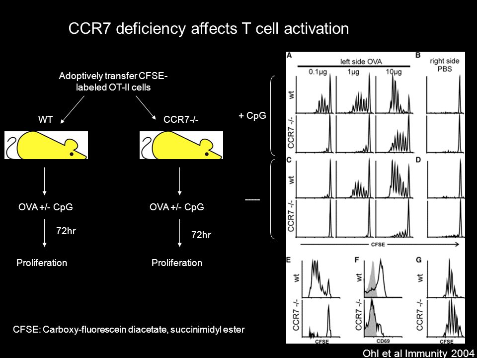 Adoptively transfer CFSE- labeled OT-II cells OVA +/- CpG 72hr Proliferation CCR7 deficiency affects T cell activation OVA +/- CpG 72hr Proliferation WTCCR7-/- + CpG CFSE: Carboxy-fluorescein diacetate, succinimidyl ester Ohl et al Immunity 2004