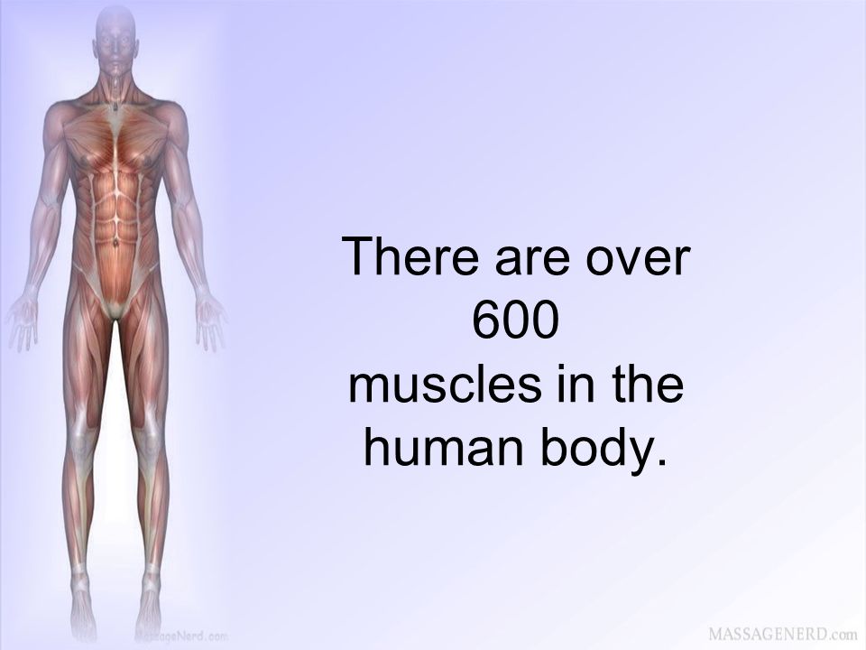 There Are Over 600 Muscles In The Human Body They Have Been Given Latin Names Based On Their Shape Direction Location Number Of Origins Function Ppt Download