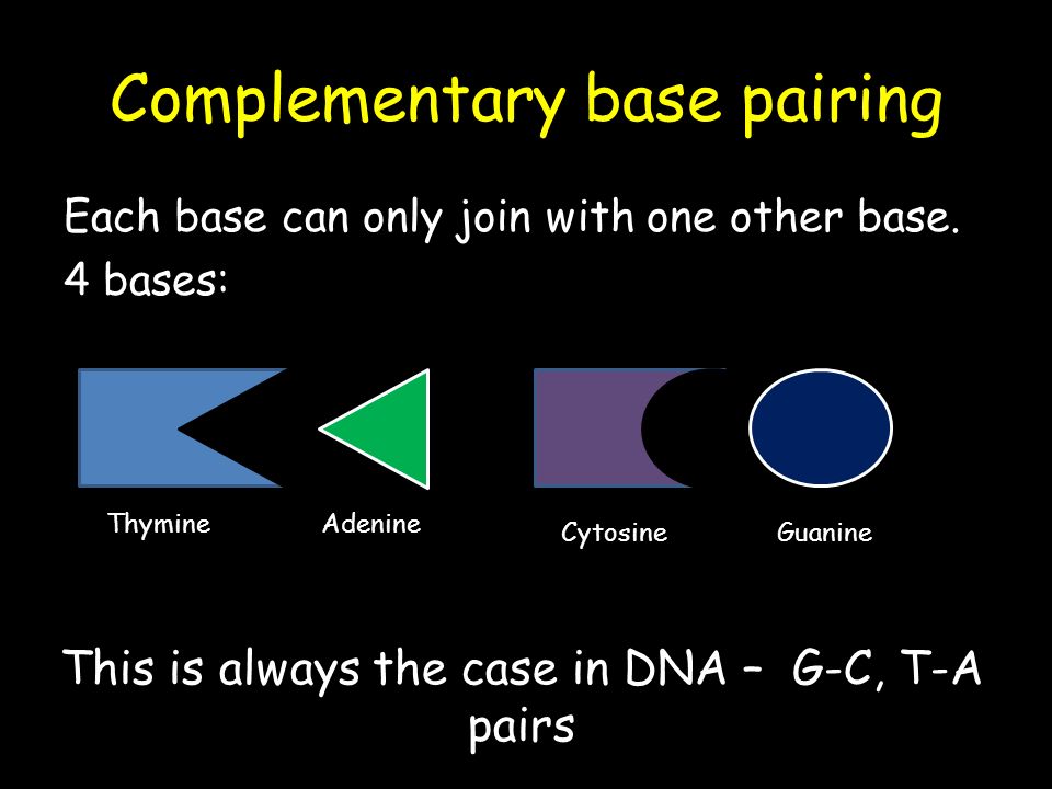 Complementary base pairing Each base can only join with one other base.
