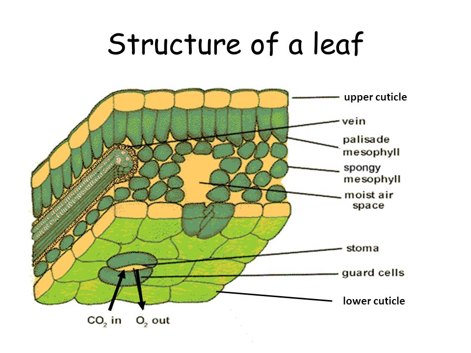 Leaf structure. Кутикула растений. Leaf Parts. Thematic structures.