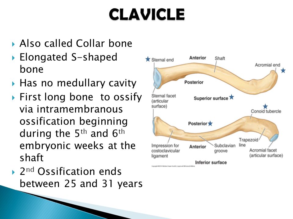 Bone had. Clavicle перевод.