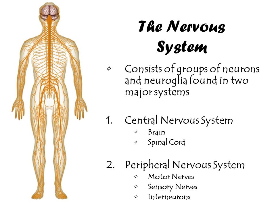 Тест на тему нервная. Нервная система на английском. Нервная система человека на английском языке. Центральная нервная система человека. Центральная нервная система на английском.
