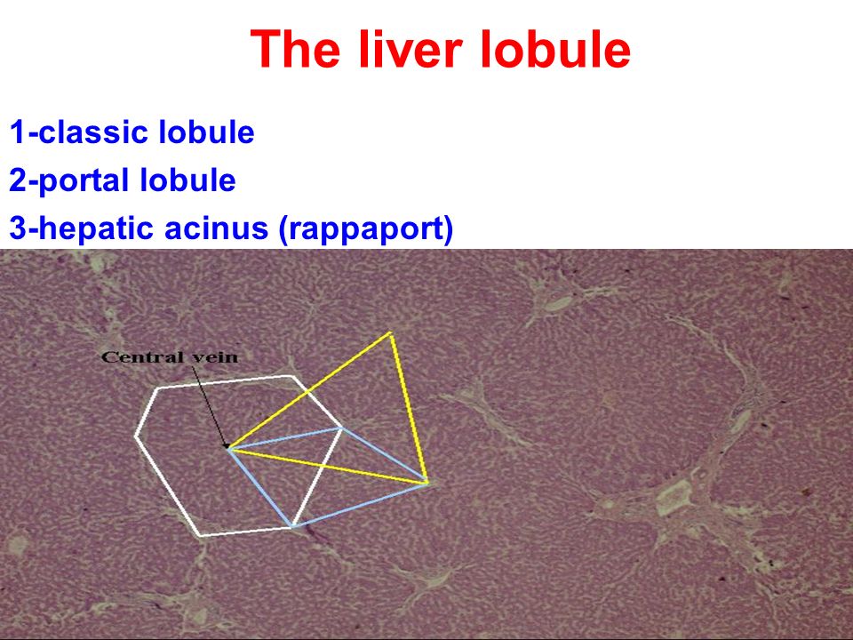 The liver lobule 1-classic lobule 2-portal lobule 3-hepatic acinus (rappaport)