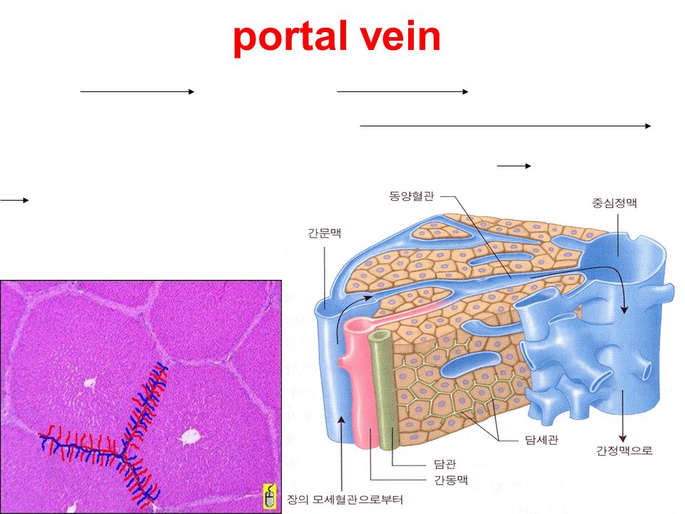 portal vein