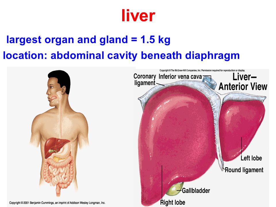liver largest organ and gland = 1.5 kg location: abdominal cavity beneath diaphragm