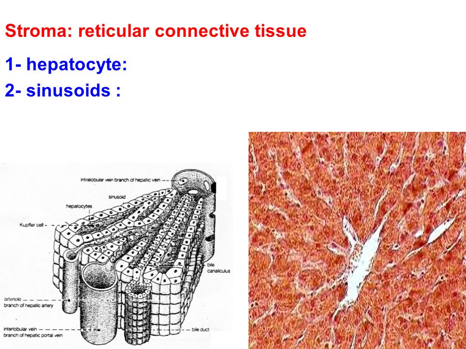 1- hepatocyte: 2- sinusoids : Stroma: reticular connective tissue