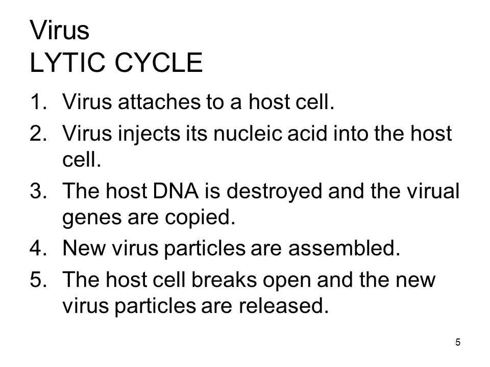 1 Chapter 18 Viruses & Bacteria VIRUSES Bacteria. - ppt download