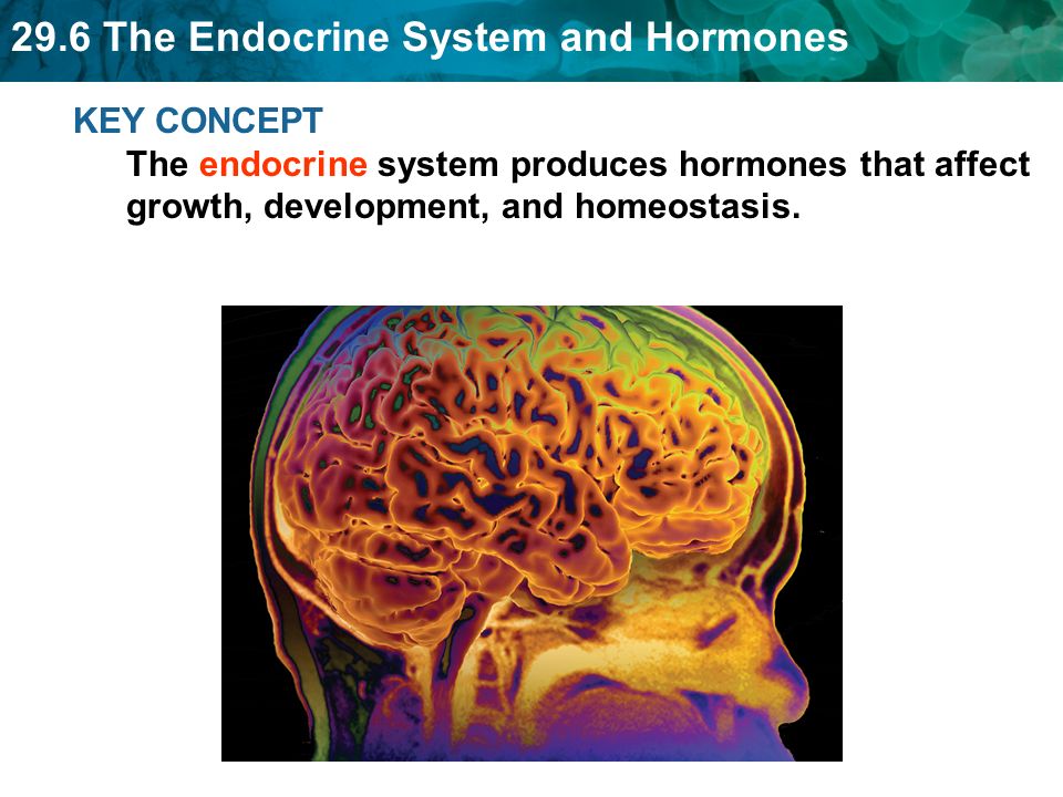 Brain Hormones  Endocrine Society
