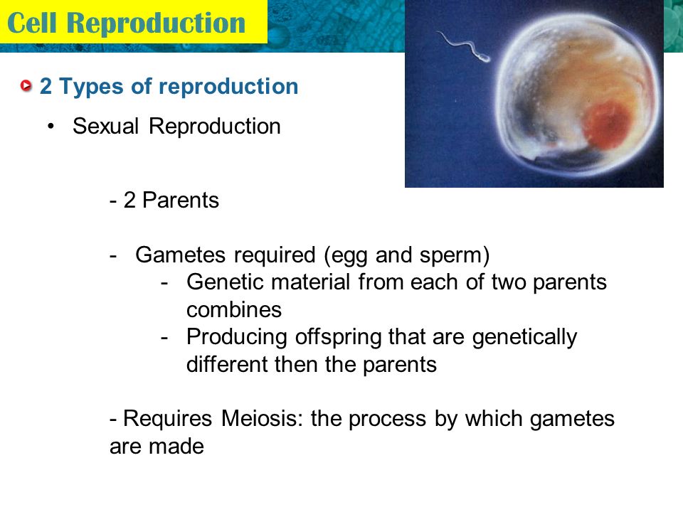 5.1 The Cell Cycle KEY CONCEPT Cells come from preexisting cells Cell ...