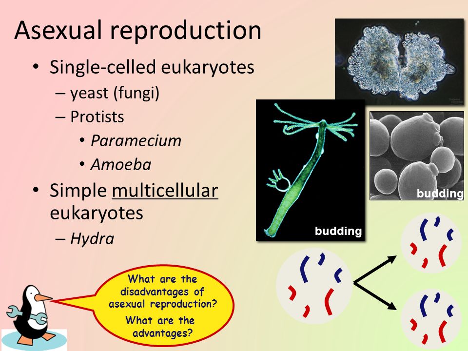 Cell division / Asexual reproduction Mitosis - produce cells with same info...