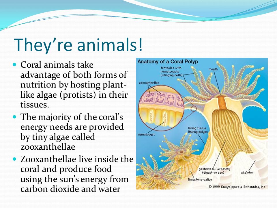 Threats, Human Benefits, Food Web. What are corals? Plants or animals?  Plants make their own food Animals depend on outside sources for their  nutritional. - ppt download