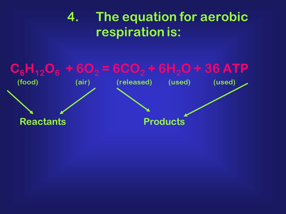 4.The equation for aerobic respiration is: C 6 H 12 O 6 + 6O 2 = 6CO 2 + 6H 2 O + 36 ATP (food) (air) (released) (used) Reactants Products