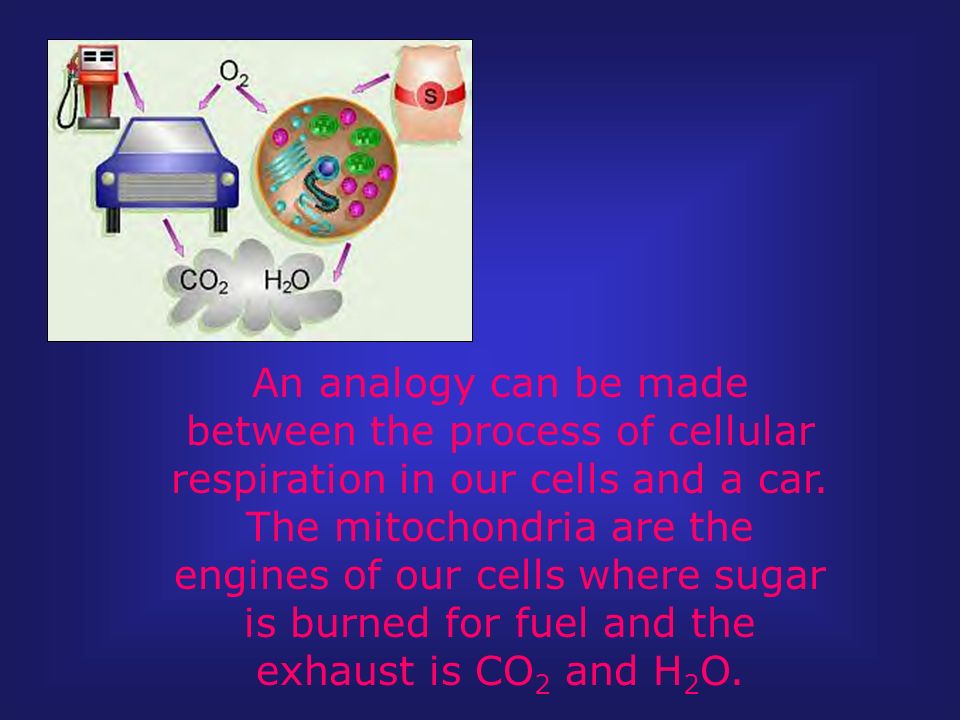 An analogy can be made between the process of cellular respiration in our cells and a car.